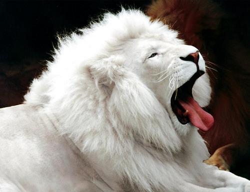 albino-lion.jpg