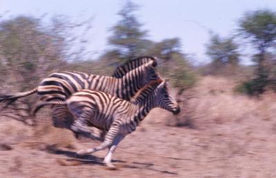 0_1_Scan-070617-0032.jpg